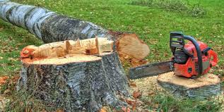 Best Tree Disease Treatment  in Accokeek, MD