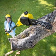 Accokeek, MD Tree Removal Company