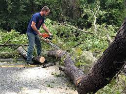 Best Emergency Tree Removal  in Accokeek, MD