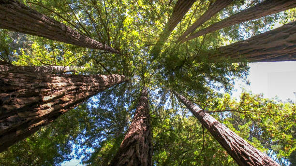 Best Tree Maintenance Programs  in Accokeek, MD