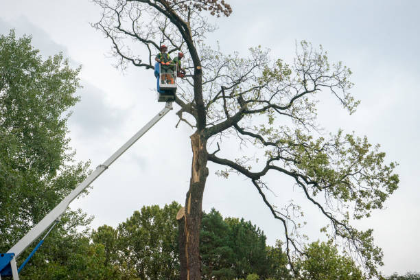 Best Tree Health Inspection  in Accokeek, MD