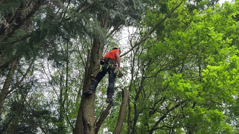 Best Weed Control  in Accokeek, MD