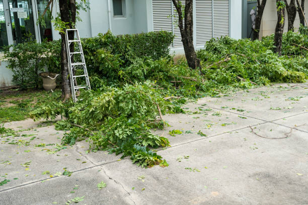 Best Tree Cabling and Bracing  in Accokeek, MD