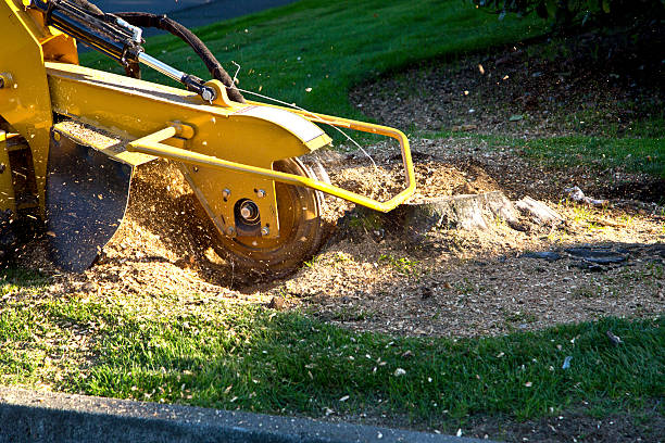 Best Sod Installation  in Accokeek, MD