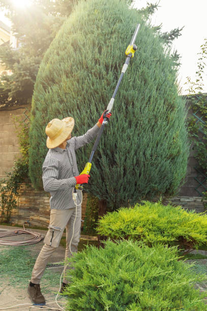 Best Firewood Processing and Delivery  in Accokeek, MD