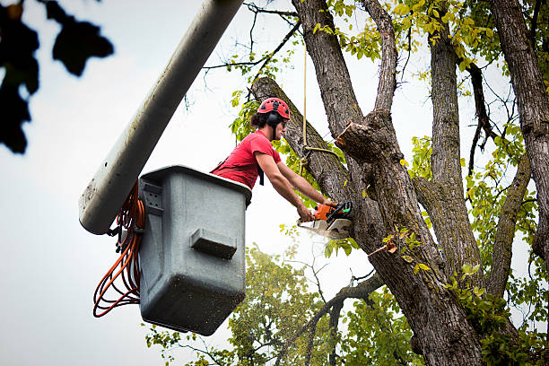 How Our Tree Care Process Works  in  Accokeek, MD